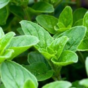 تصویر بذر پونه 