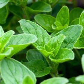 تصویر بذر پونه 