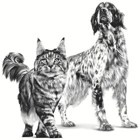تصویر کنسرو ریکاوری رویال کنین سگ و گربه 195 گرم ا Royal Canin Recovery for Cats & Dogs 195g Royal Canin Recovery for Cats & Dogs 195g