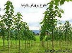 تصویر طرح توجیهی کاشت درخت پالونیا کاملترین پکیج 