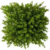 تصویر دیوار سبز شمشاد 