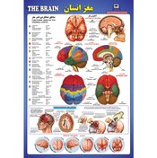 تصویر پوستر آناتومی مغز انسان 