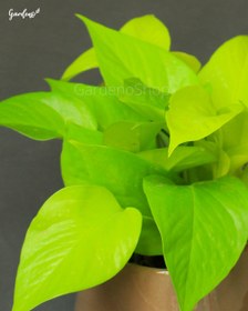 تصویر پتوس نئون با گلدان سرامیکی آلاله 