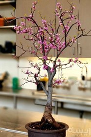 تصویر Cercis siliquastrum Bonsai      بذر بنسای ارغوان 