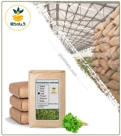 تصویر گیاه گشنیز خشک فله 