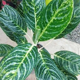 تصویر آگلونما گرین لایت Aglaonema Greenlight هزینه ارسال بصورت پس کرایه و بعهده مشتری می باشد 