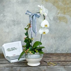 تصویر از کجا می‌توانم ارکیده طبیعی با رنگ‌های خاص و مدل‌های شیک در تهران خریداری کنم؟ 