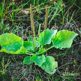 تصویر بارهنگ گلدانی سبز هیرکانیا 