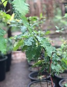 تصویر نهال بلوط بلند مازو یک متری گلدانی Quercus Castaneifolia oak sapling, one meter high, in a pot