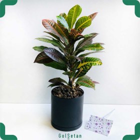 تصویر کروتون آتشین کد S85 