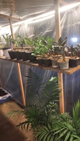 تصویر زاموفلیا سوپربلک 