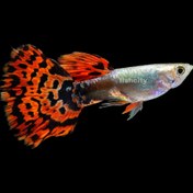 تصویر گوپی رد تایگر جفتی 