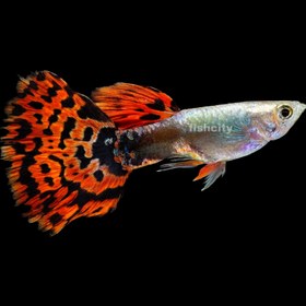 تصویر گوپی رد تایگر جفتی 