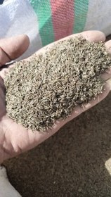 تصویر زیره سیاه کاشتنی کیسه ای 