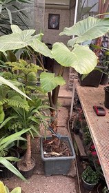 تصویر گیاه بابا آدم فلوبار 