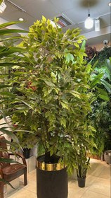 تصویر درختچه فیکوس 