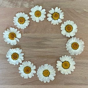 تصویر گل خشک بابونه تخت وارداتی 30-35 میلیمتر بسته 10 عددی 