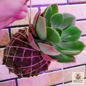 تصویر گیاه طبیعی کوکداما ساکولنت کد D-13 | کد: ZNB-BM0 