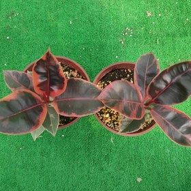 تصویر فیکوس شرابی 