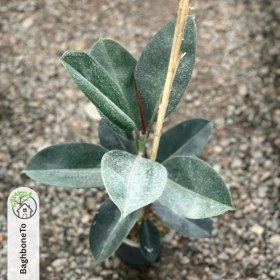 تصویر فیکوس آلتیسیما 