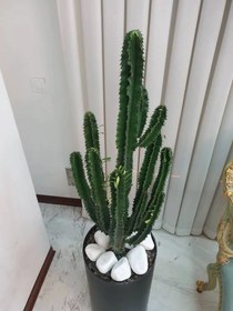 تصویر کاکتوس اینجنس با گلدان 