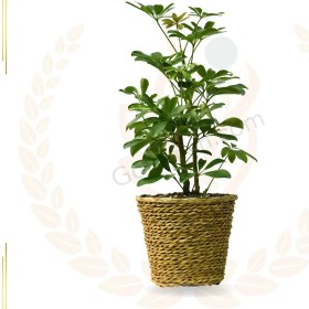 تصویر شفلرا 