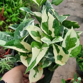 تصویر پتوس ارتشی 