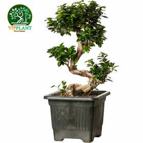 تصویر بونسای اس (S) کوچک bonsai