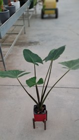 تصویر بابا آدم هیدروپونیک 