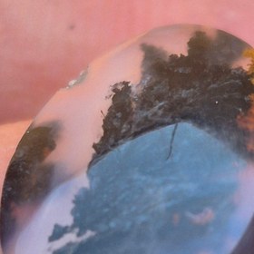 تصویر شجر مشکی Shajar paize