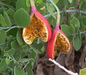 تصویر بذر کور گوشتی، کَوَر آویز (10 عددی) Capparis cartilaginea 