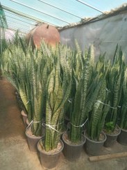 تصویر سانسوریا سبز Sansevieria