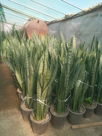 تصویر سانسوریا سبز Sansevieria