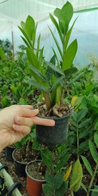 تصویر گل زاموفیلیا سبز گلدون ۱۰ 