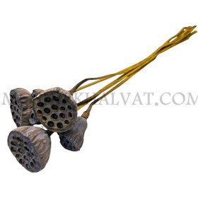 تصویر گل خشک مدل نیلوفر مرداب 