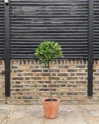 تصویر خرید برگ بو برای استفاده در طراحی داخلی خانه‌های کوچک 