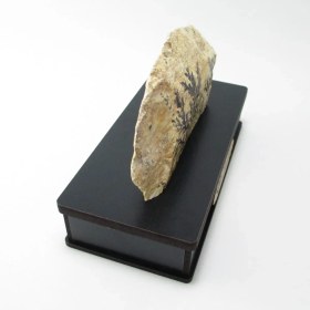 تصویر سنگ شجر فسیلی (دندریتی ) کد 2210 