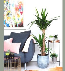 تصویر کاربرد گیاه یوکا در فنگ شویی 