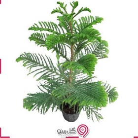 تصویر گیاه کاج مطبق سایز ۱ 