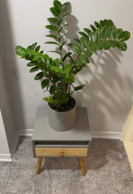 تصویر گیاه زامیفولیا سبز Green Zamifoliya indoor plant