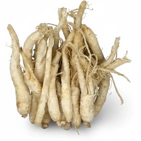 تصویر ریشه جینسینگ سفید 