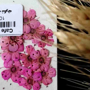 تصویر فروشگاه کافه رزین