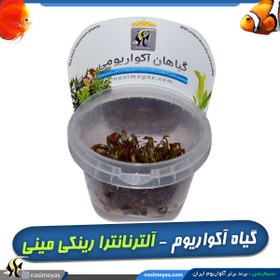 تصویر گیاه آلترنانترا رینکی قرمز مینی کد 640 Aquarium Plant Alternanthera reineckii mini