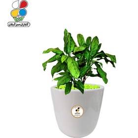 تصویر گیاه طبیعی آگلونما سبز متوسط مدل GN13-9M 