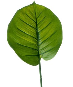 تصویر برگ پتوس 