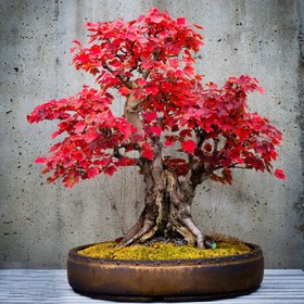 تصویر بذر بنسای افرا روبروم قرمز سانیا سید مدل ss32 