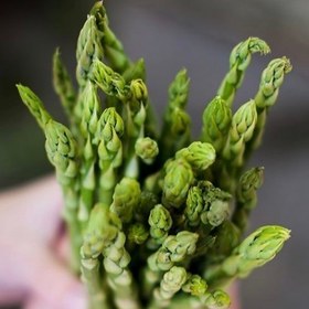 تصویر پودر مارچوبه 