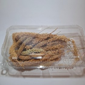 تصویر ارزن خوشه ای 