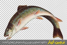 تصویر عکس png ماهی قزل آلا خال قرمز 