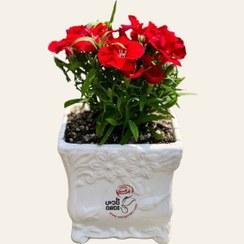 تصویر گل قرنفل 